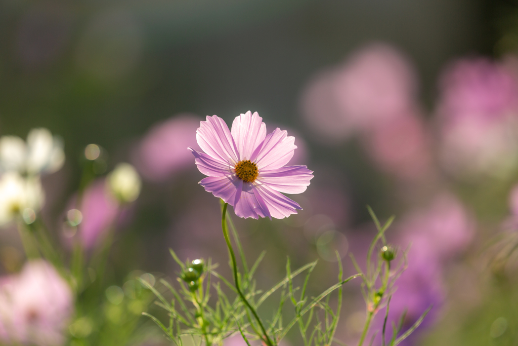 秋桜Ⅱ
