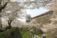 お花見日和