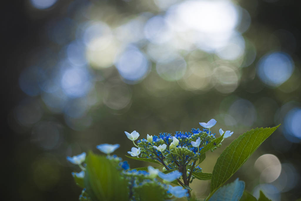 額紫陽花