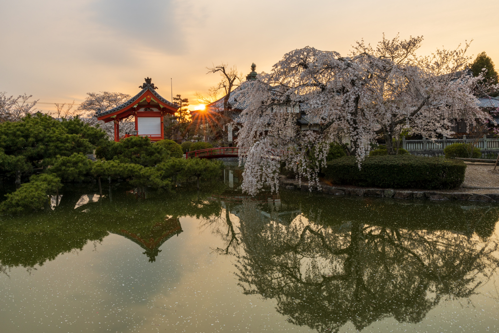 夕陽と枝垂れ桜