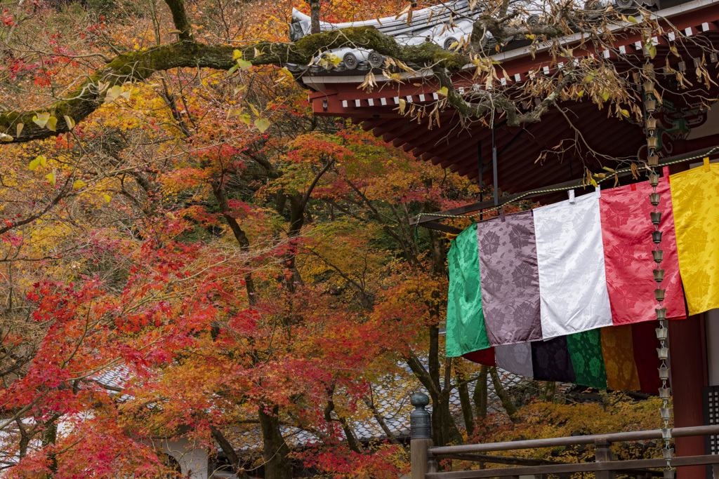 晩秋の永観堂