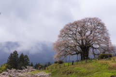 里山の千年桜