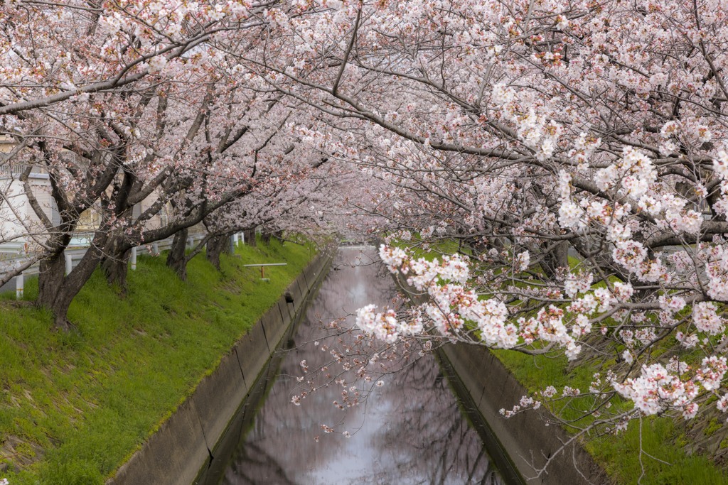 桜トンネル