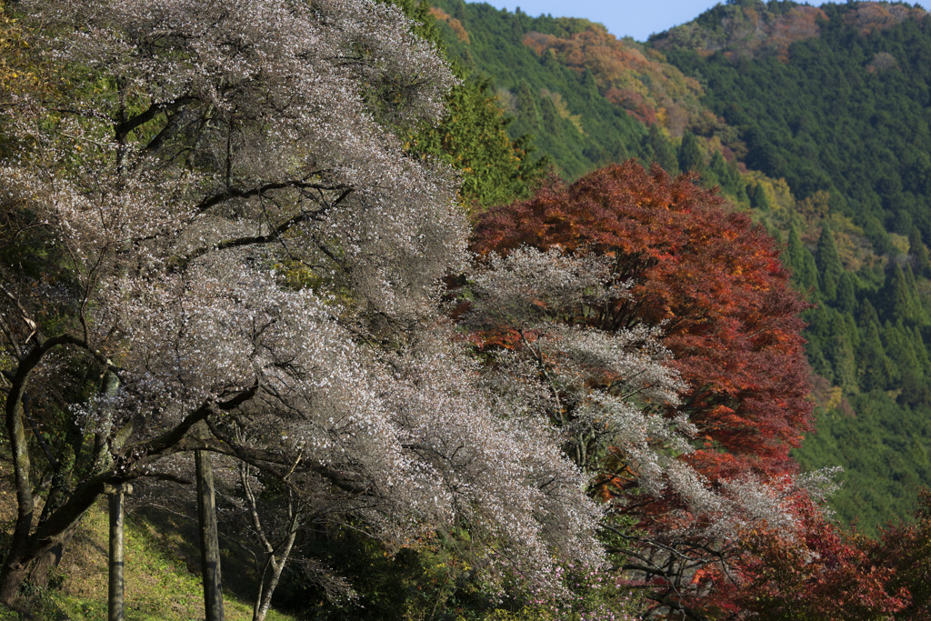 四季桜と紅葉Ⅱ