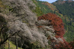 四季桜と紅葉Ⅱ