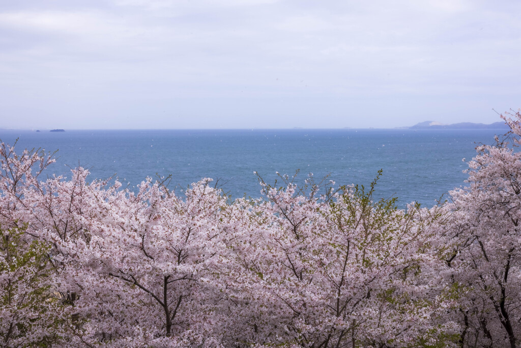 桜舞う瀬戸内海