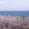 桜舞う瀬戸内海