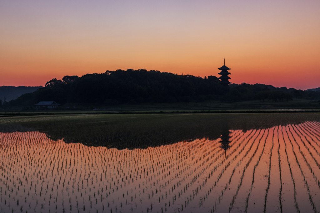 朝焼けの水田