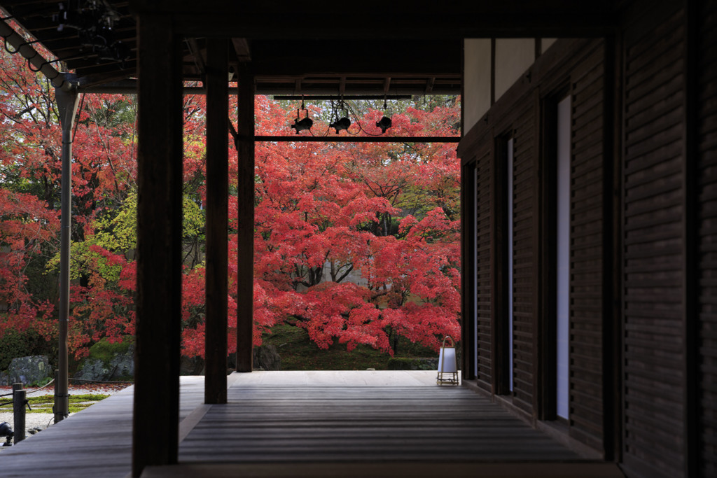 額の中の紅葉