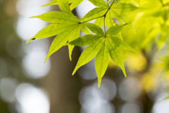 秋涼し