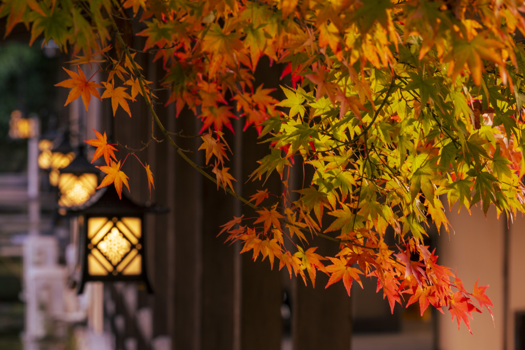 三景園の照紅葉