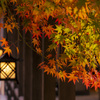三景園の照紅葉