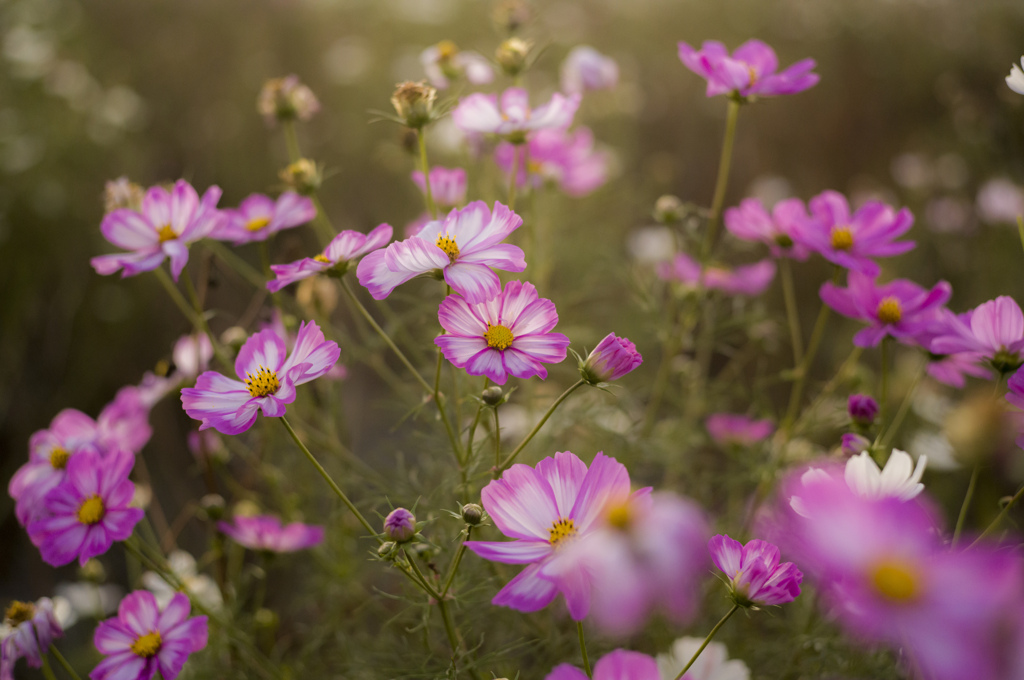 秋桜