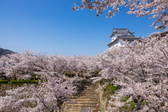 城址に咲く桜