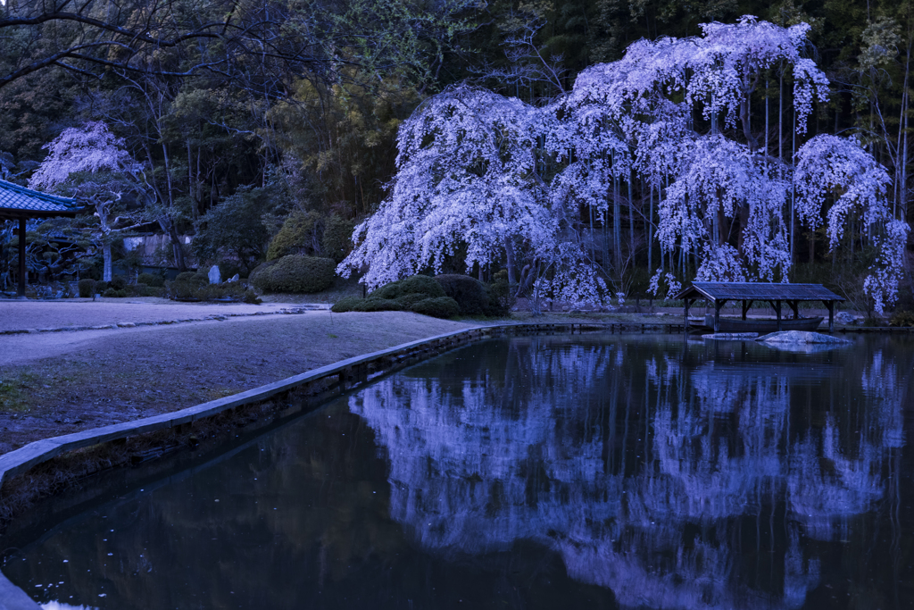 曹源寺のしだれ桜