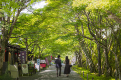 新緑の大原
