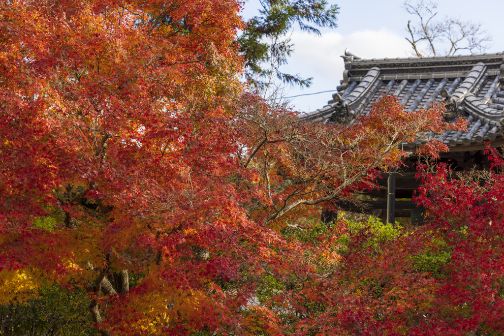 宝福寺の紅葉