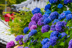 紫陽花が咲くお寺