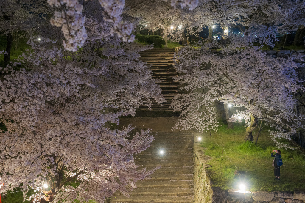 城址に咲く夜桜