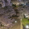 城址に咲く夜桜