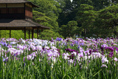 後楽園の花菖蒲