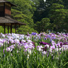 後楽園の花菖蒲