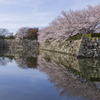 お堀に映る桜