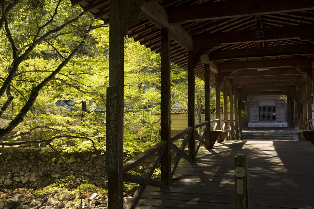 新緑の佛通寺