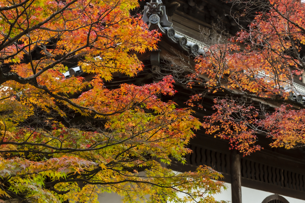 宝福寺紅葉
