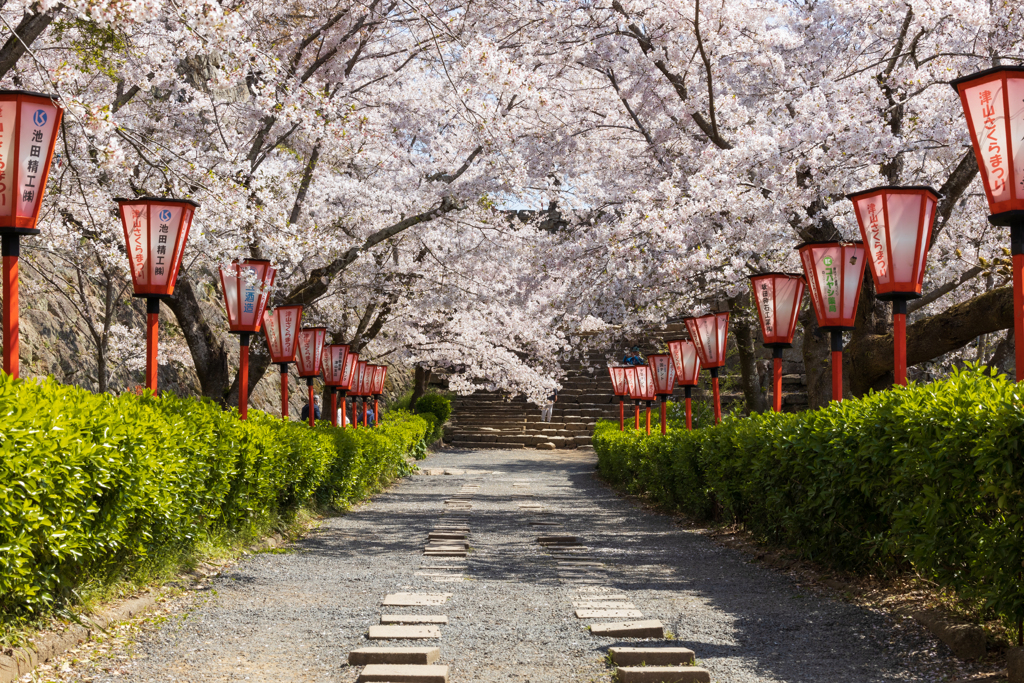 桜回廊