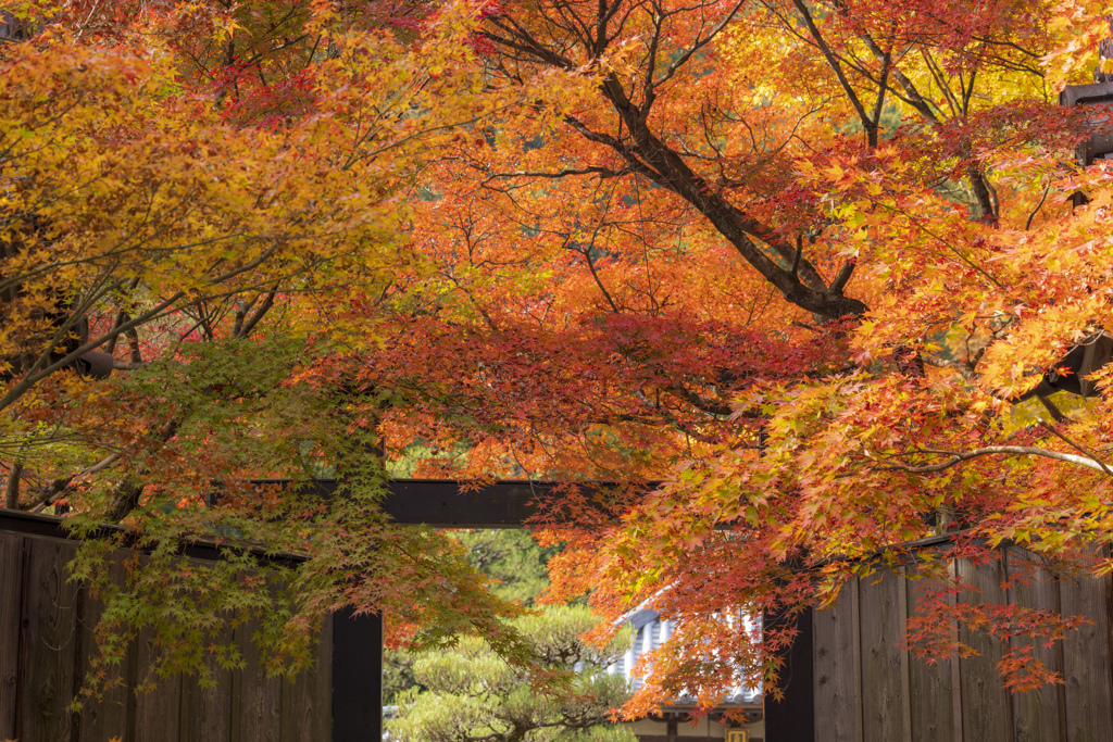 二尊院の紅葉