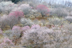 春の色　~Plum color~
