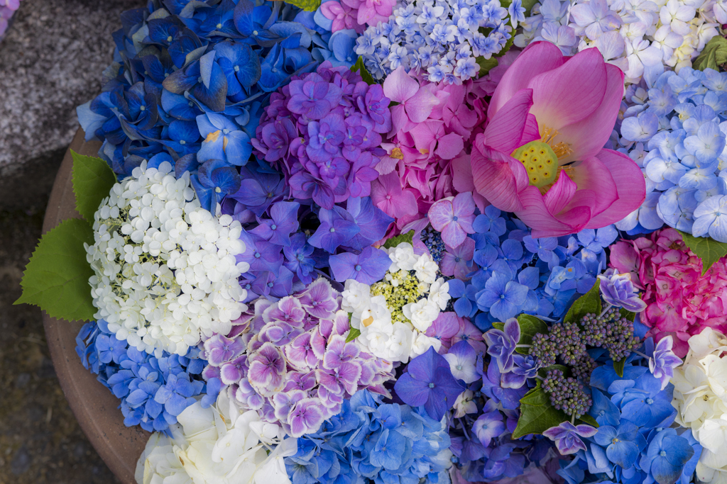 紫陽花