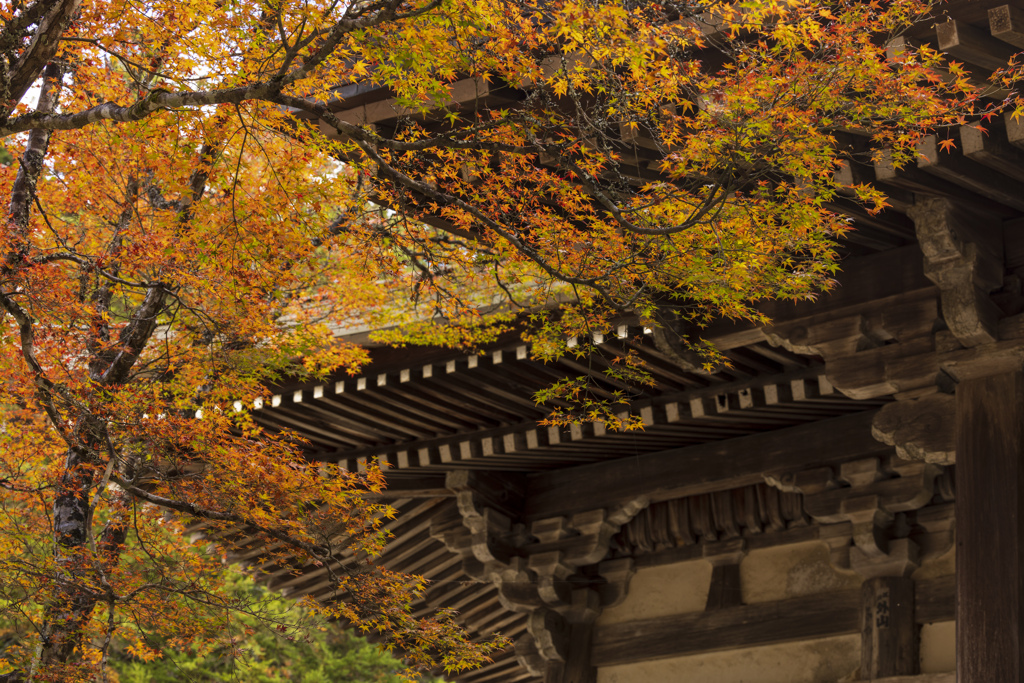 神護寺の紅葉