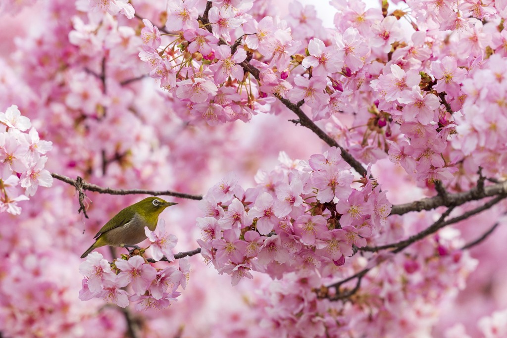 河津桜とメジロ