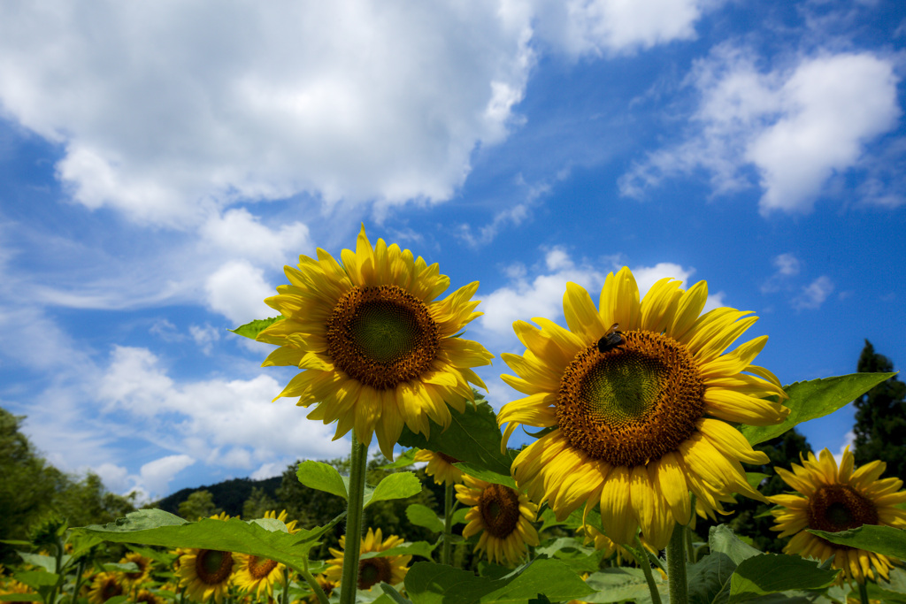 夏の花