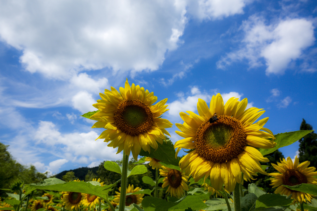 夏の花