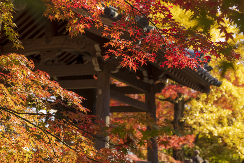 紅葉狩り