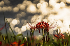 夕照の秋の花