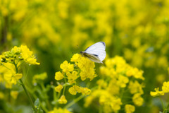 春色butterfly