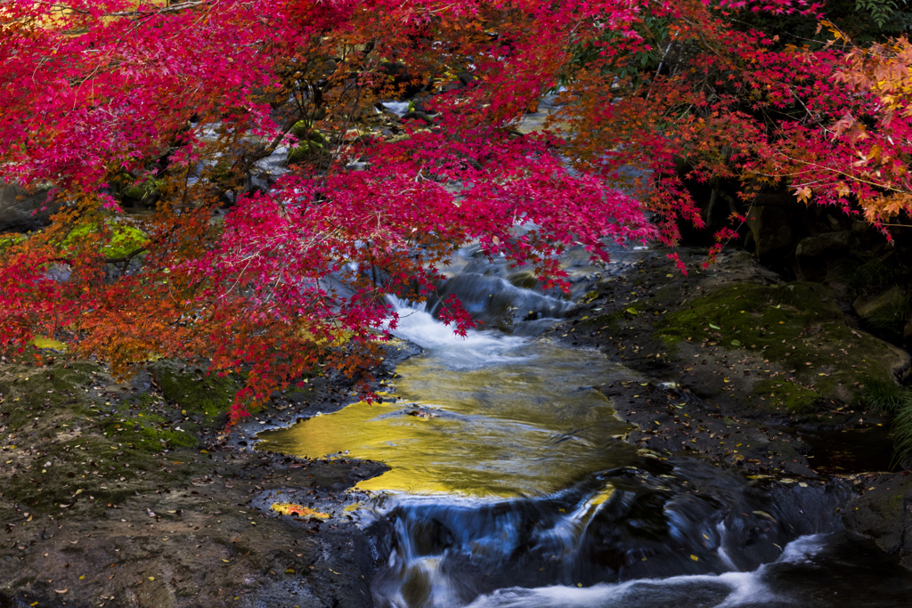 佛通川の紅葉