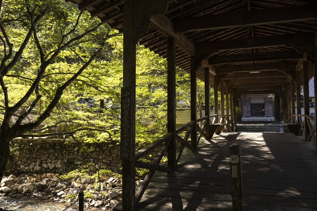 新緑の佛通寺