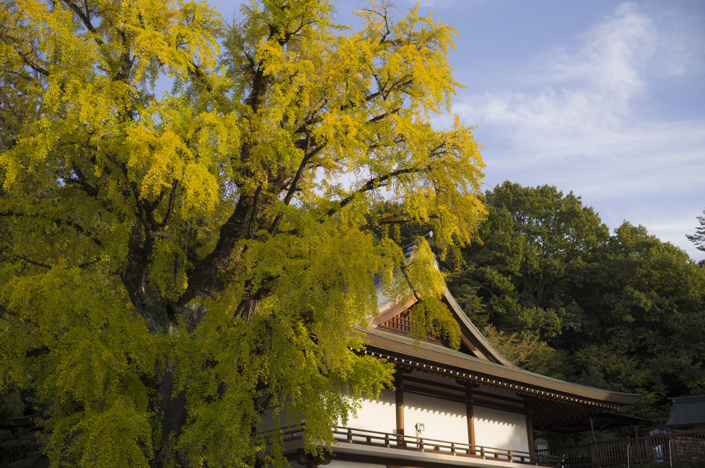 吉備津神社の大銀杏