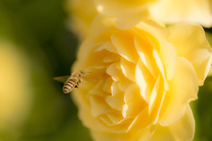 rose honey