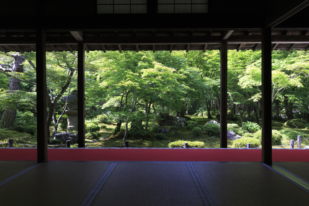 圓光寺の緑