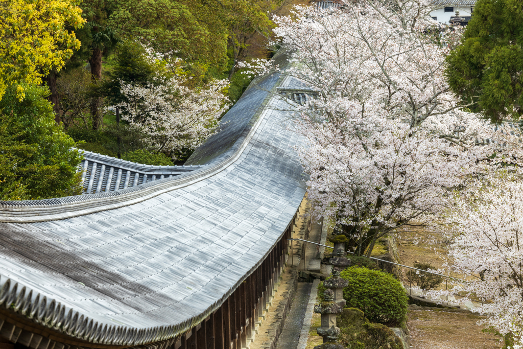 回廊桜