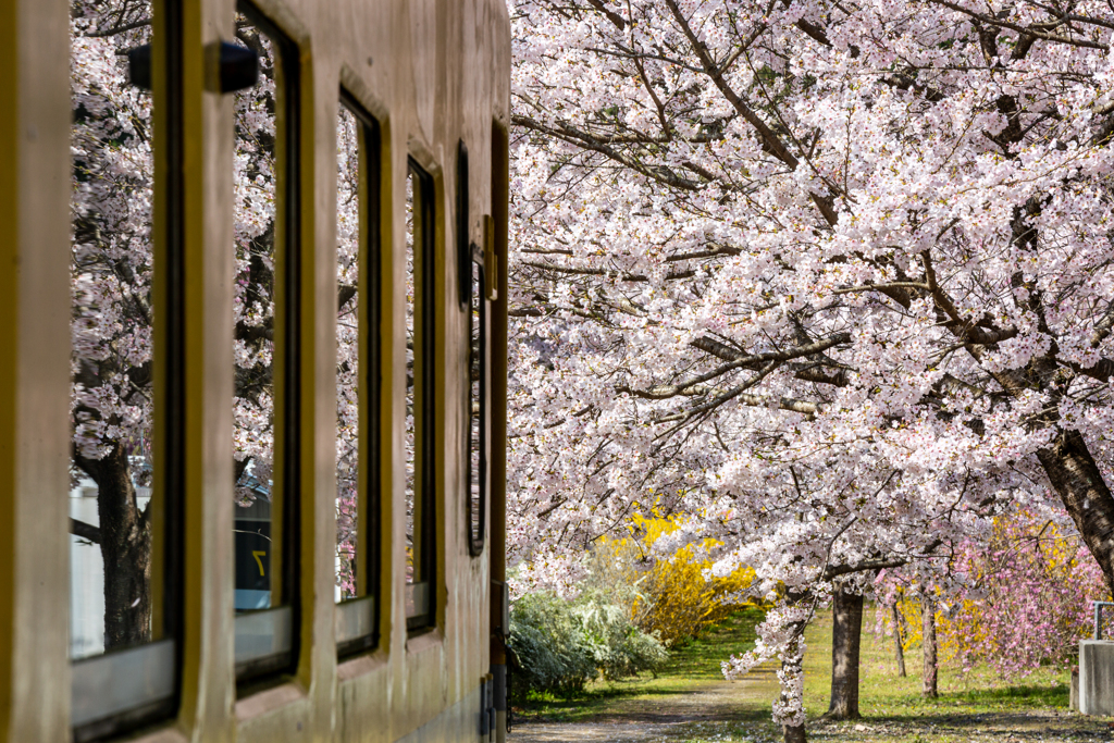 SAKURA