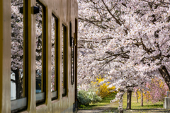 SAKURA