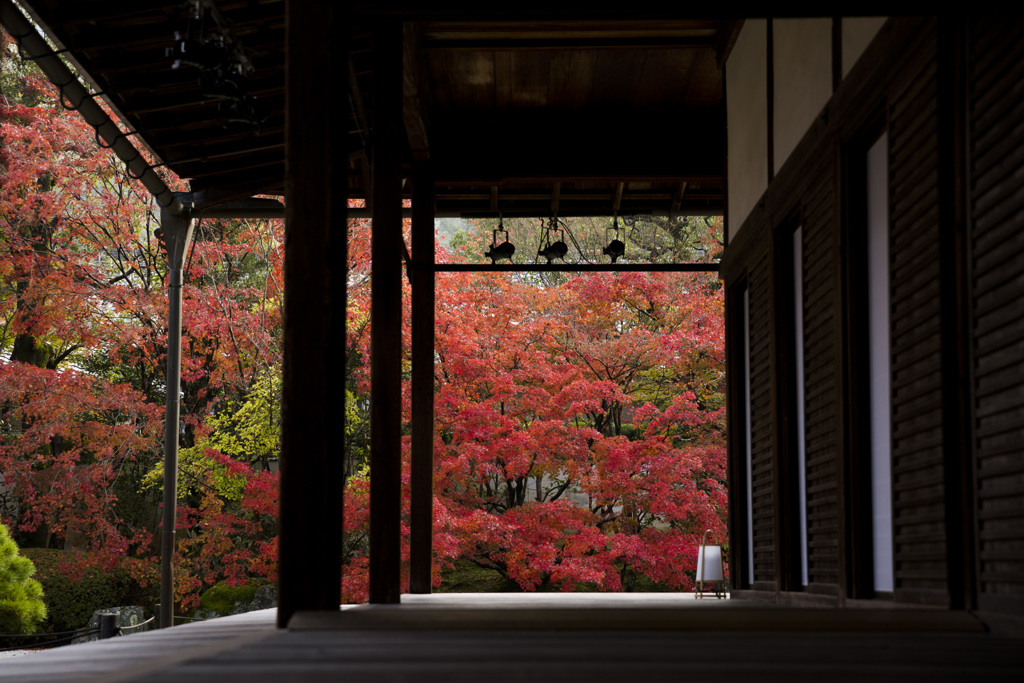濡れ縁から見える紅葉