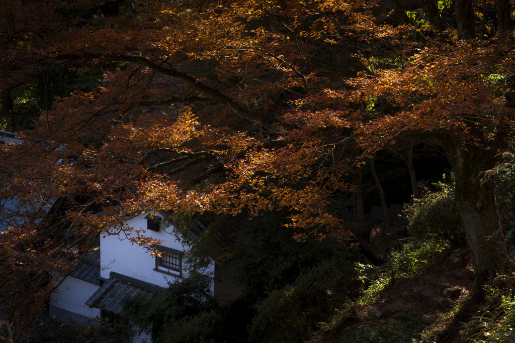 西山興隆寺の照紅葉